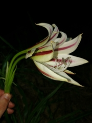 Crinum ornatum image