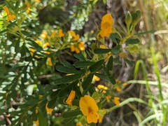 Pultenaea euchila