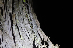 Mokopirirakau granulatus