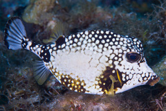 Lactophrys triqueter