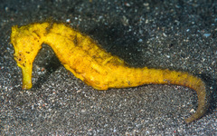 Hippocampus kuda