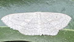 Scopula propinquaria