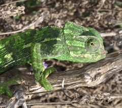 Chamaeleo chamaeleon chamaeleon