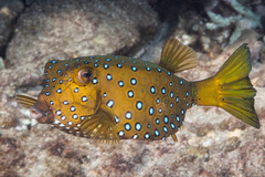 Ostracion cubicum