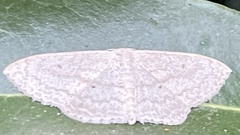 Scopula propinquaria