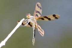 Rhyothemis graphiptera