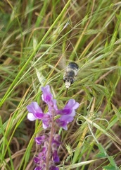 Anthophora aestivalis