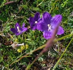 Campanula saxifraga
