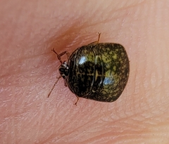 Megacopta punctatissima