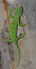 Chamaeleo chamaeleon chamaeleon