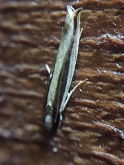 Erechthias stilbella