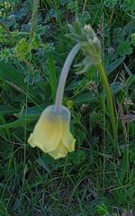 Pulsatilla albana