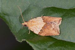 Epiphyas postvittana