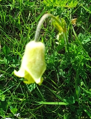 Pulsatilla albana