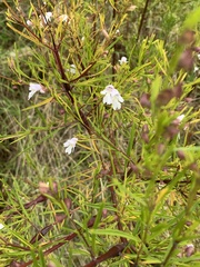 Prostanthera nivea