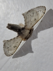 Penicillifera apicalis