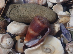 Conus papilliferus