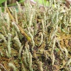 Cladonia floerkeana