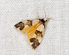 Philenora aspectalella