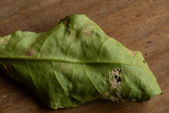 Cephaleuros lagerheimii