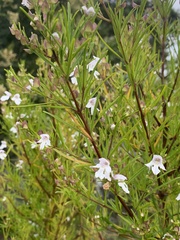 Prostanthera nivea