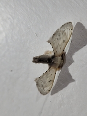 Penicillifera apicalis