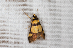 Deuterarcha xanthomela