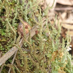 Cladonia floerkeana