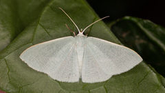 Prasinocyma ocyptera