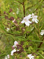 Prostanthera nivea