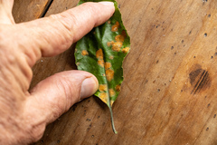 Cephaleuros lagerheimii