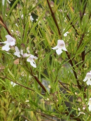 Prostanthera nivea
