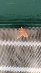 Tinolius eburneigutta