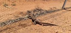 Varanus gouldii