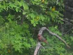 Lagonosticta rubricata