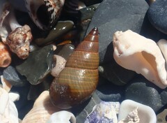 Phasianotrochus eximius