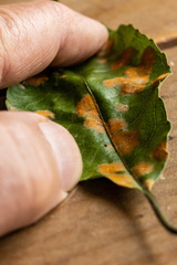 Cephaleuros lagerheimii