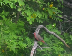 Lagonosticta rubricata