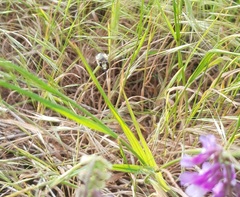 Anthophora aestivalis