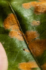 Cephaleuros lagerheimii