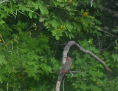 Lagonosticta rubricata