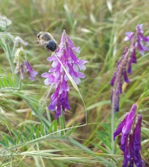 Anthophora aestivalis