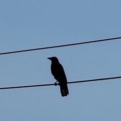 Corvus corone orientalis