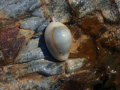 Monetaria annulus