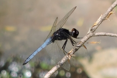 Crocothemis nigrifrons