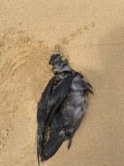 Ardenna tenuirostris