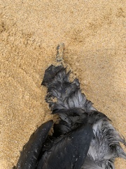 Ardenna tenuirostris