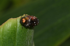 Diphucrania