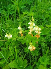 Lathyrus gmelinii