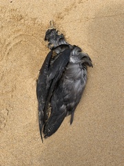 Ardenna tenuirostris